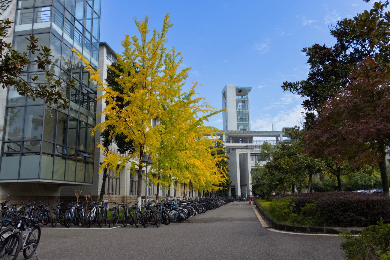 虎溪的银杏黄了